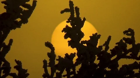 The sun through the frozen branches Stock Footage 99411056