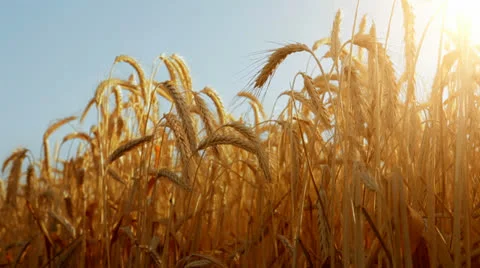 Sun through golden wheat ears with a pale blue sky as background Видео 25303573