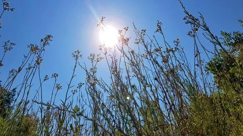 Sun Through Grass Stock Photos