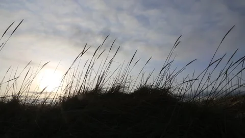 The sun through grassy sand dunes in Orkney in HD Stock-Footage 297998747