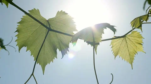 Sun through Green Grape Leaves HD Stock Footage 36328946