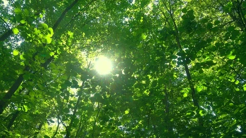 Sun through green leaves. Stock Footage 101477886