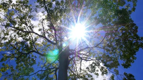 Sun through Green Tree Leaves against Blue Sky. Slow Motion. Stock Footage 42258003
