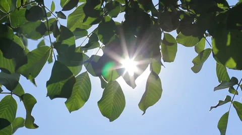 Sun through Green Walnut Tree Leaves, Natural Energy HD Stock Footage 36414821