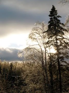 Sun through ice crystals on trees Stock Photos