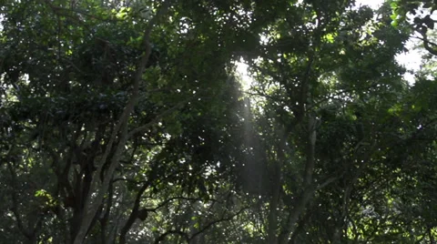 Sun through the jungle 動画素材 37351049
