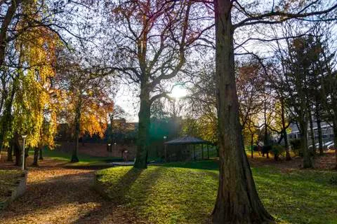 Sun through leafless trees in a park Stock Photos