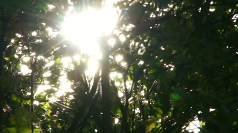 THE SUN THROUGH THE LEAVES - 1080p Video stock 11404034