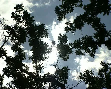 SUN through leaves and cloudy sky 스톡 동영상 11400700