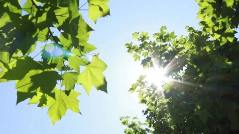The sun through the leaves, branches. Stock Footage 131402617
