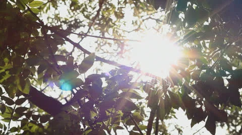 Sun through leaves close up Stock Footage 24825544