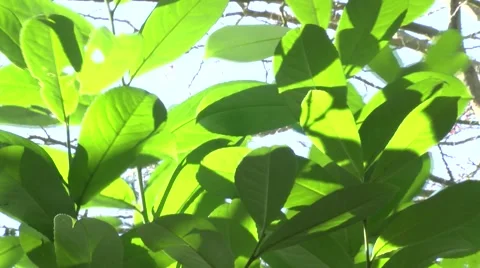 Sun through leaves close up Stock Footage 49093470