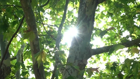 Sun Through Leaves - Close-Up Shot - Nature Background Stock Footage 141620581
