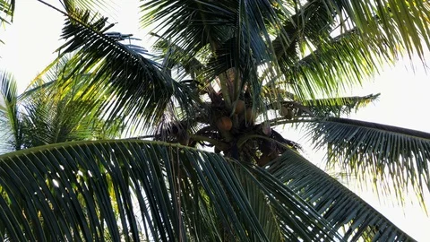 The sun through the leaves of coconut palm Vidéo 108204918