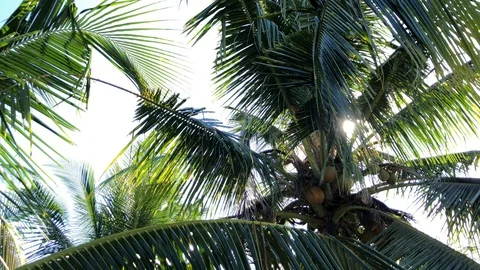 The sun through the leaves of coconut palm Vidéo 108204923