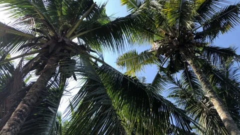 The sun through the leaves of coconut palm Vidéo 108208308