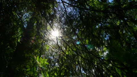 The sun through the leaves in a dense forest 스톡 동영상 223001284