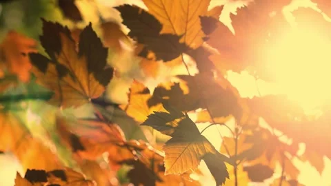 Sun through the leaves for design purpose Stock Footage 291885931