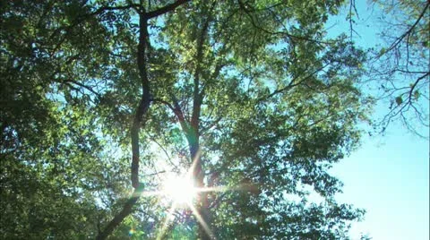 Sun through leaves Stock Footage 11078997