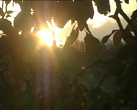 SUN through leaves 動画素材 11407594