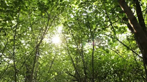 Sun through leaves Stock Footage 12345224