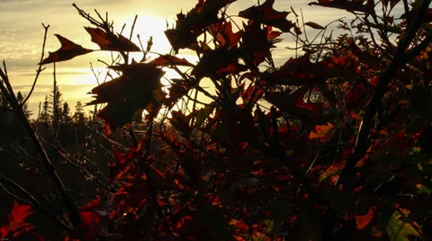 Sun through leaves Stock-Footage 34360622