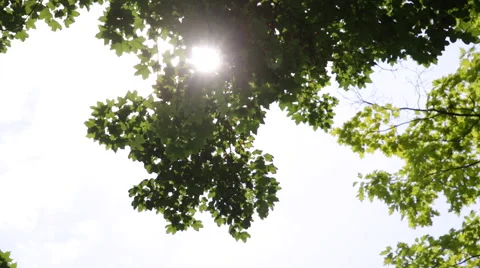 Sun Through Leaves 動画素材 40530829