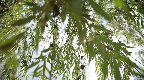 The sun through the leaves Stock Footage 40635276