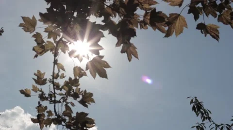 The sun through the leaves Stock Footage 41011004