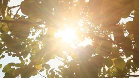 The sun through the leaves Vídeo Stock 49729842