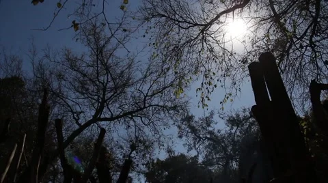Sun through leaves Stock Footage 51496007