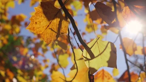 Sun through the leaves Stock Footage 58685355