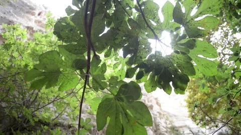 Sun Through Leaves Stock Footage 70000787