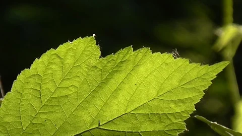 Sun through leaves. Stock Footage 71441654
