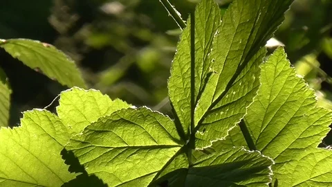 Sun through leaves. Stock Footage 71441699