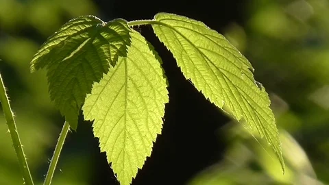 Sun through leaves. Stock Footage 71441740