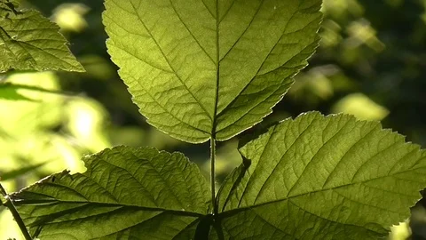 Sun through leaves. Stock Footage 71441786