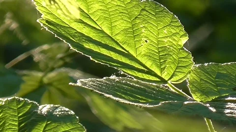 Sun through leaves. Stock Footage 71441789