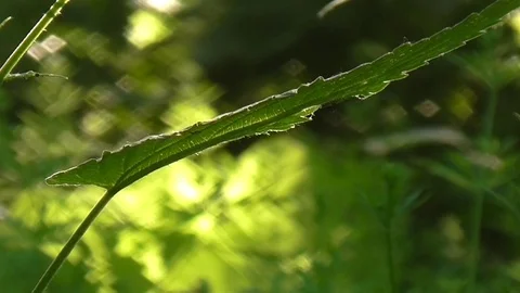 Sun through leaves. Stock Footage 71441827