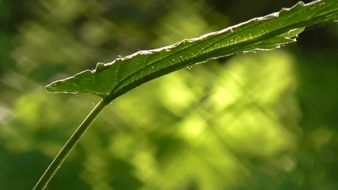 Sun through leaves. Stock Footage 71441890