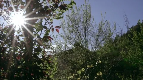 Sun through the leaves Stock Footage 74505884