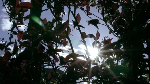 Sun through the leaves Stock Footage 74505896