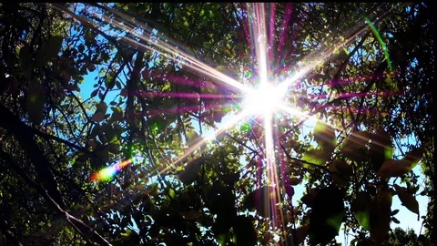 The sun through the leaves Stock Footage 78847230