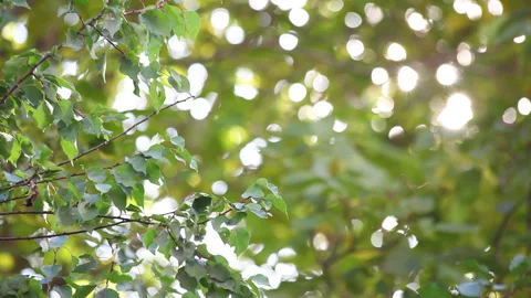 Sun through the leaves 動画素材 106463396