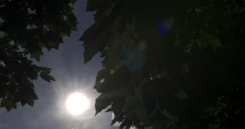 SUN THROUGH LEAVES Stock Footage 140209463