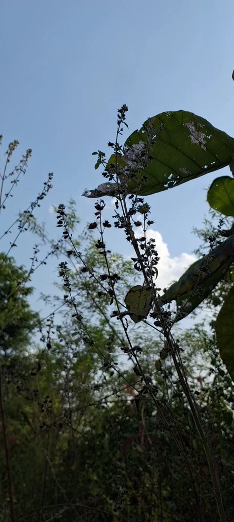 Sun through leaves Video stock 291547233