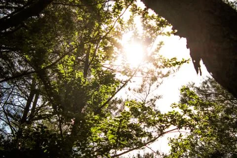 Sun through the leaves Foto stock