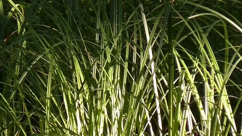 Sun through leaves. Sedge in the evening light. Stock Footage 71442056