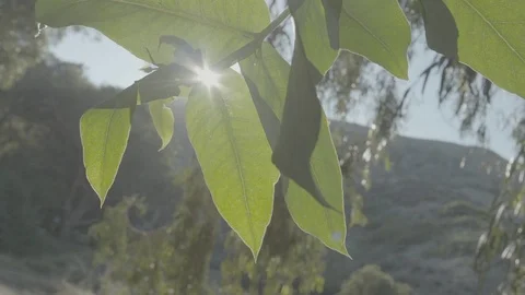 Sun through leaves in slow-motion Stock Footage 88285581