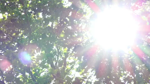 Sun through the leaves of a tree Stock-Footage 56962121